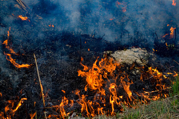 Fire, flames, burning grass, natural disaster, danger, injury, damage