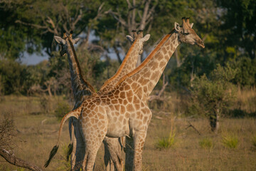 Giraffes in Masai Mara Game Reserve of Kenya, East Africa...