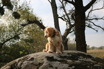 golden retriever dog