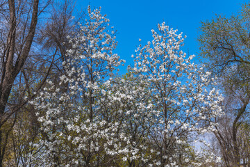 A large white magnolia blooms on a tree on a warm day