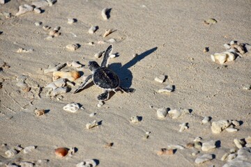 Baby Turtle Crawling to the Sea with Flipper Raised
