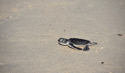 Baby Sea Turtle Crawling over Sand in Profile