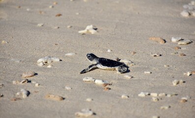 Baby Sea Turtle on Beach, Wide Profile, Vietnam