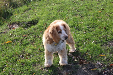 english cocker spaniel