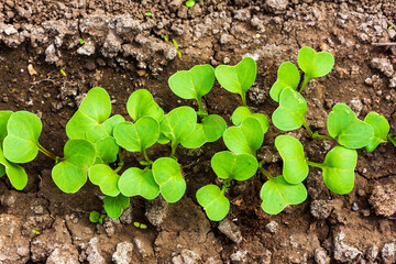 green leaves of radish seedlings in the vegetable patch top view