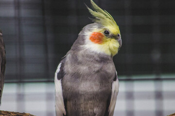 yellow and green parrot