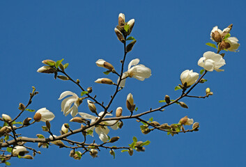 White magnolia blossoms