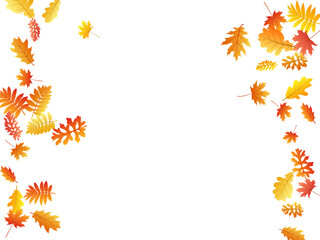 Oak, maple, wild ash rowan leaves vector, autumn foliage on white background.