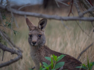 Cute Red Brown Kangaroo