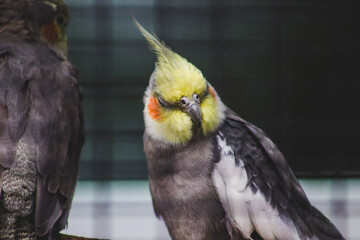 yellow billed toucan