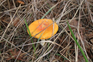 orange mushroom in grass