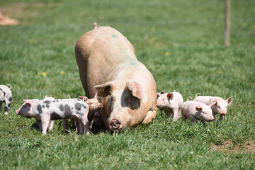 cochon porc porcelet viande elevage agriculture 