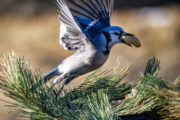 blue bird on a branch of a tree with wings open wide.
Peanut in mouth of Songbird