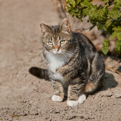 Cat sitting on the ground in the garden