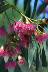 Pink blossoms and blue green leaves of the Australian native Blue Gum, Eucalyptus leucoxylon Euky Dwarf, family Myrtaceae. All year flowering small drought tolerant ornamental tree that attracts bees 