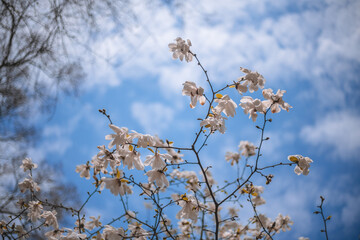 A large white magnolia blooms on a tree on a warm day