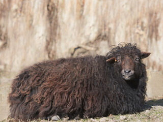 Close up of a female brown ouessant sheep