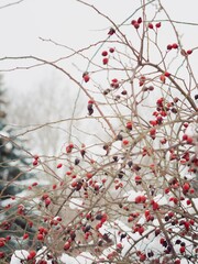 Dog-rose bush with red berries under the snow