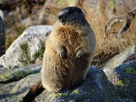 Świstak w Tatrach, Marmot, zwierzęta w g&oacute;rach, TPN, 