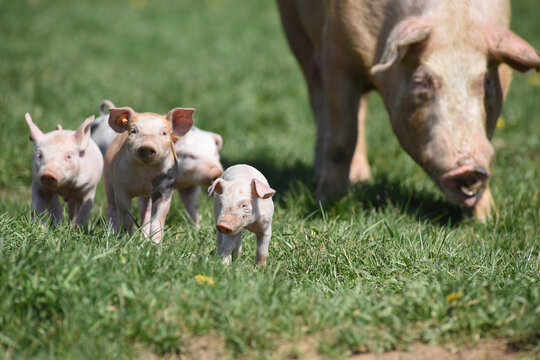 porc cochon elevage agriculture truie porcelet