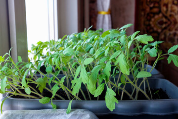 Young tomato sprouts in a seedling container. Home garden