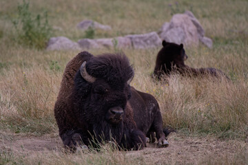 Le bison d'Amérique et l'ours
