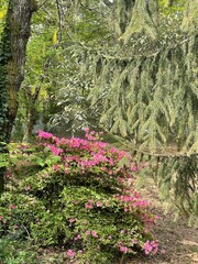 flowers in the forest