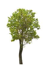 Fototapeta premium tree isolated on white