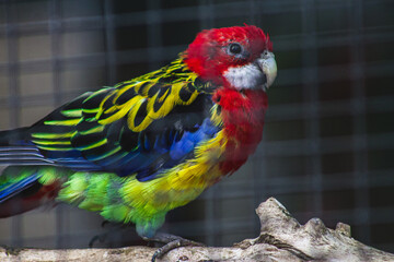 red and yellow macaw