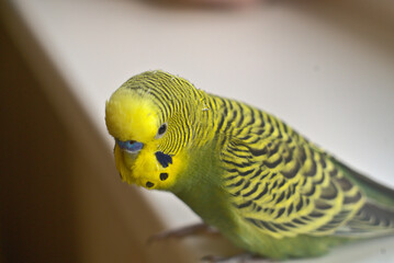 Fototapeta premium Cute yellow green budgie boy sitting on a white windowsill. Closeup