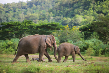 baby elephant with mom in the jungle