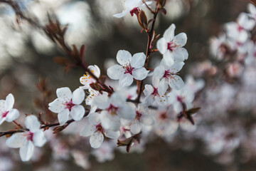 Blooming apple tree