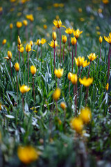 beautiful wild yellow tulips on the meadow