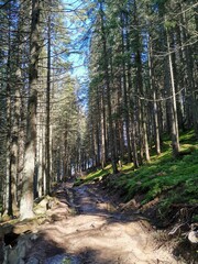 footpath in the woods