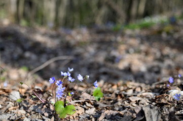 Blooming in the spring forest Hepatica nobilis