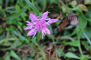 flowers in the garden