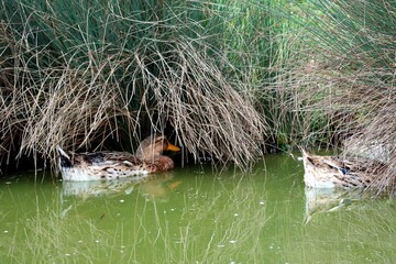 canard