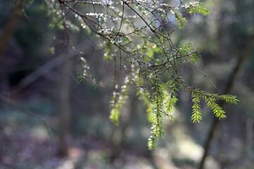 Fluffy fir branch in the sunshine