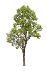 tree isolated on white background