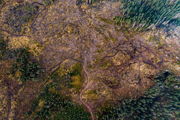 Representative image for Romania because of illegal logging. Romania has the most pristine forests from Europe that are in danger.