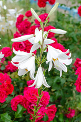 Beautiful flowers, white bells, red roses, outdoors, nature, natural. bouquet, vegetable garden, landscape