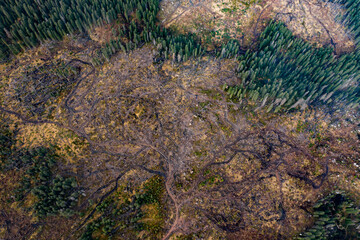 Representative image for Romania because of illegal logging. Romania has the most pristine forests from Europe that are in danger.