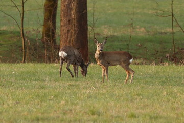 Naklejka na ściany i meble Capreolus capreolus. Roe deer in the meadow, with trees in the background