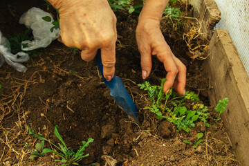 planting plants in open ground in spring with a shovel. Weeding plants in the garden. Crop care