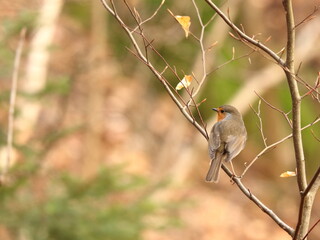Erithacus rubecula. Little bird sitting on a twig. Background suitable for text.
