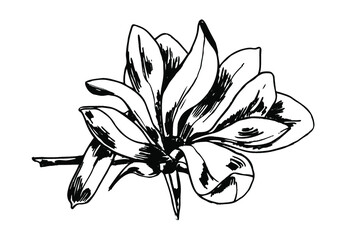 Vector ink line sketch of the magnolia flower isolated on a white background