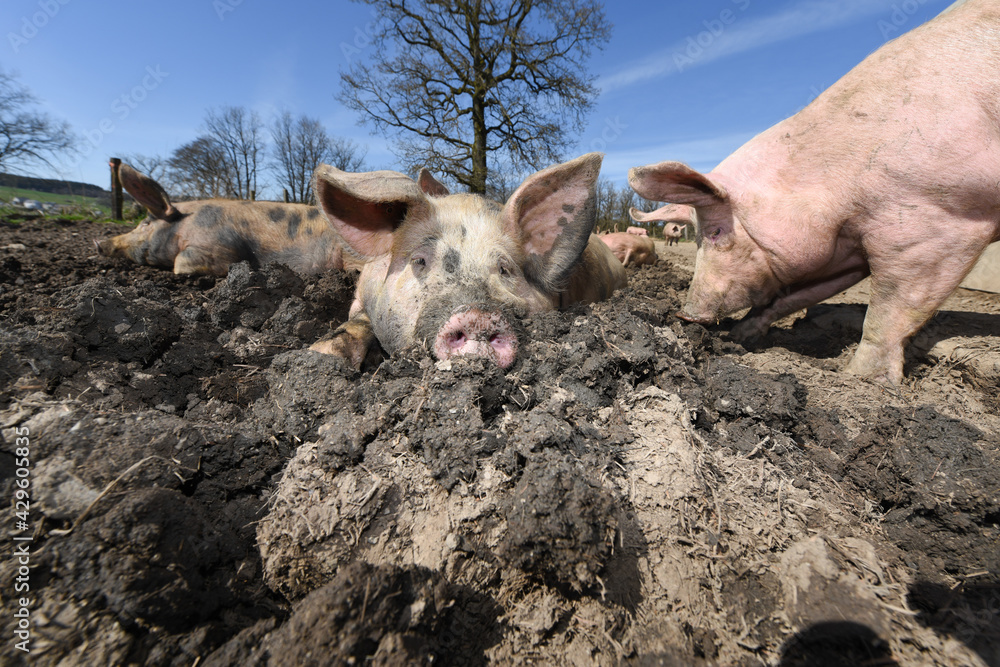 Poster porc cochon elevage ferme agriculture ferme wallonie belgique