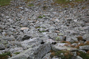 moss on the rocks