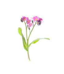 Fototapeta na wymiar Beautiful pink Forget-me-not flowers isolated on white