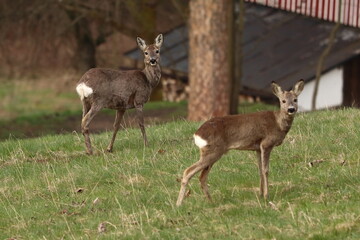 Naklejka na ściany i meble Capreolus capreolus. Two deer in the meadow